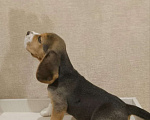 Собаки в Пензе: Щенок Бигль (Прайм Грей) Мальчик, 35 000 руб. - фото 3