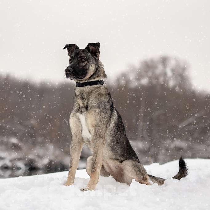 Собаки в Москве: Лада Девочка, Бесплатно - фото 2