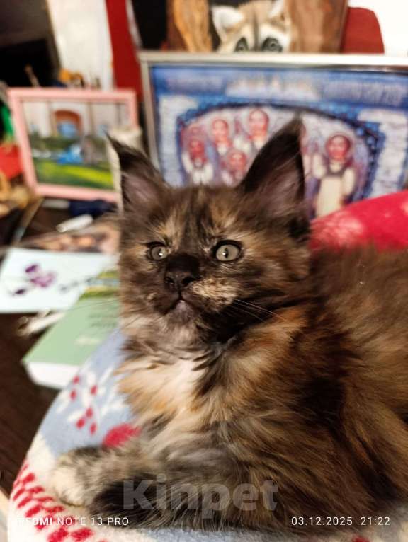 Кошки в Воронеже: Уникальная девочка, котенок Мейн кун Девочка, 30 000 руб. - фото 1