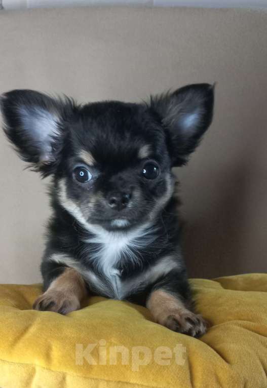 Собаки в Новосибирске: Черная жемчужина чих Девочка, Бесплатно - фото 6