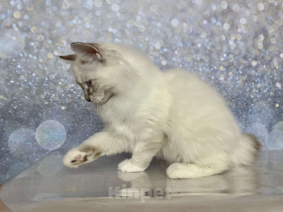 Кошки в других городах Московской области: Rokki of Rufus Vallis Мальчик, 50 000 руб. - фото 4