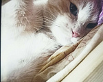 Кошки в Ростове-на-Дону: 🆘!!! Потерялся кот!!!  Мальчик, 1 руб. - фото 3