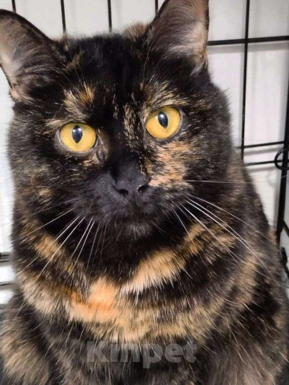 Кошки в Москве: кошка Кася ищет дом Девочка, Бесплатно - фото 4