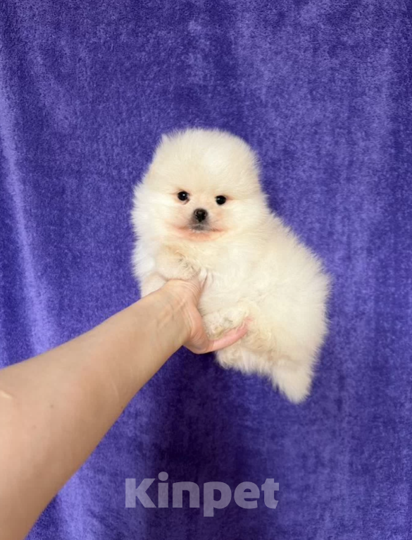 Собаки в Москве: Мальчик Мальчик, 25 000 руб. - фото 1