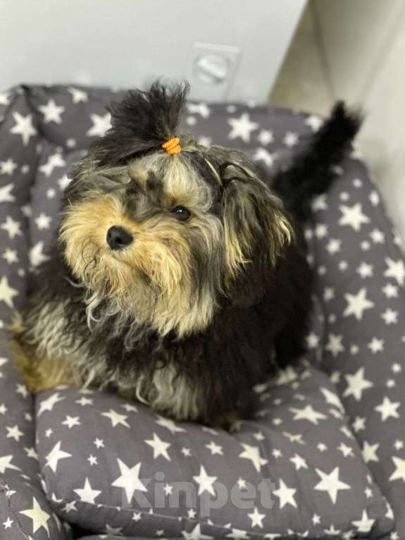 Собаки в Уфе: Мальтипу девочка  Девочка, Бесплатно - фото 2