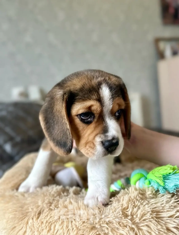 Собаки в Печоре: щенки бигля Мальчик, Бесплатно - фото 4