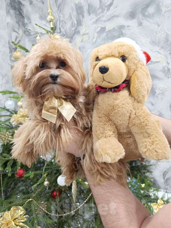 Собаки в Сергиеве Посаде: Мальтипу F1 девочка Девочка, 80 000 руб. - фото 4