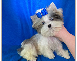 Собаки в Москве: Мраморный голубоглазый йорк мальчик мини Мальчик, 130 000 руб. - фото 10