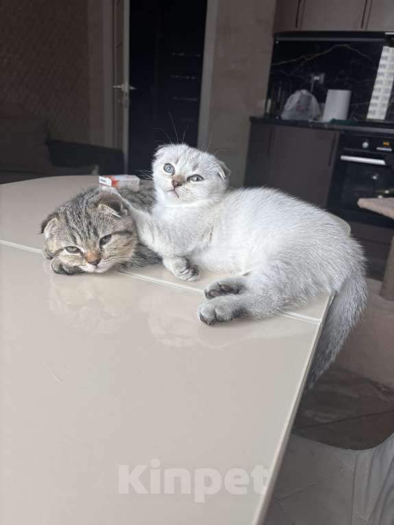 Кошки в других городах Московской области: Кошечка вислоухая Девочка, Бесплатно - фото 4