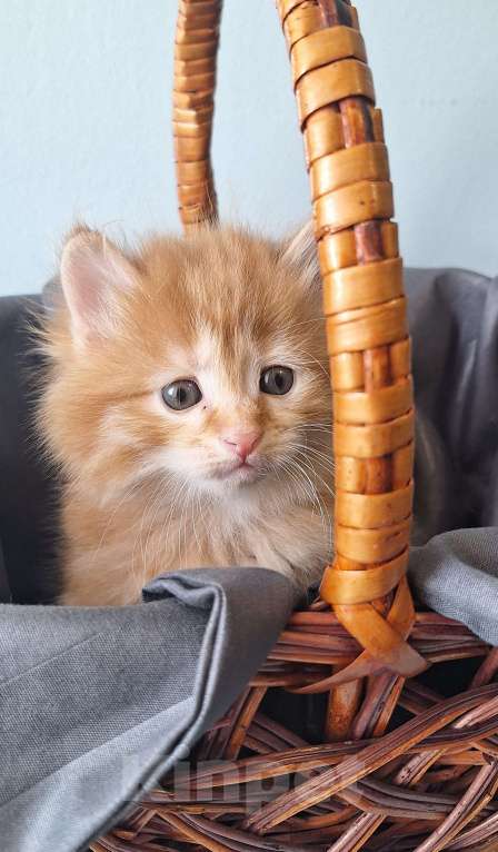 Кошки в Москве: Курбобики Разнополые, 50 000 руб. - фото 3