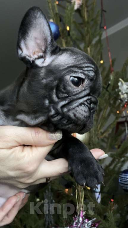 Собаки в Таганроге: Французские бульдоги (щенки) Девочка, 35 000 руб. - фото 3