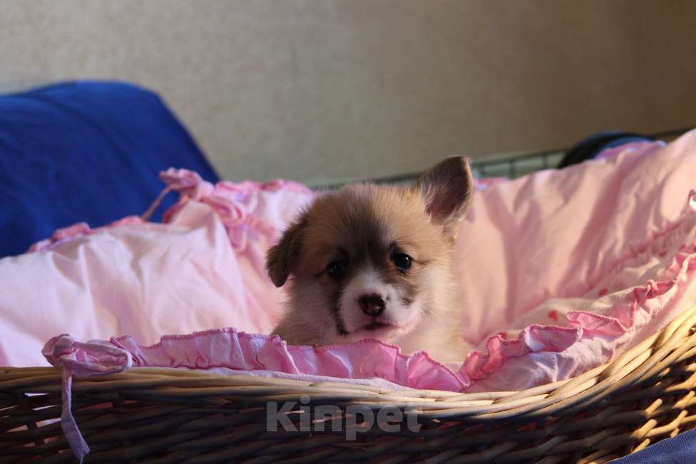 Собаки в Москве: Вельш корги пемброк щенки Мальчик, 50 000 руб. - фото 8