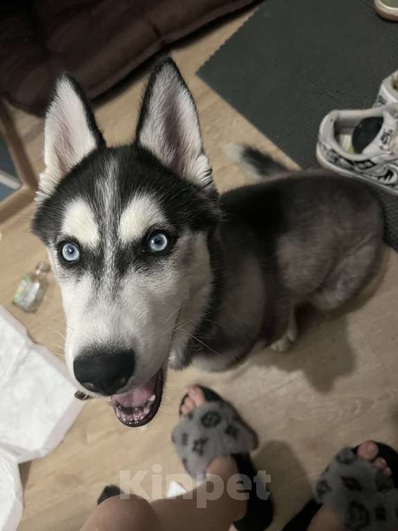 Собаки в Санкт-Петербурге: щенок хаски 3,5 месяца Мальчик, 12 000 руб. - фото 3