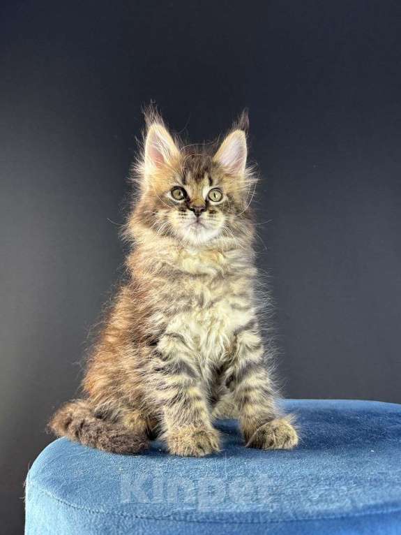 Кошки в Санкт-Петербурге: Девочка мейн кун  Девочка, 25 000 руб. - фото 3