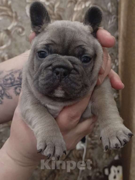 Собаки в Москве: Французский бульдог Мальчик, Бесплатно - фото 5