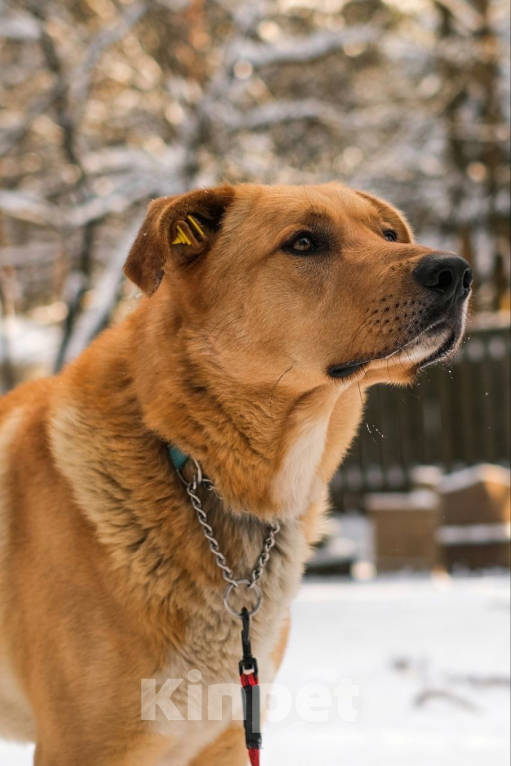 Собаки в Санкт-Петербурге: Рик мечтает о доме Мальчик, Бесплатно - фото 3