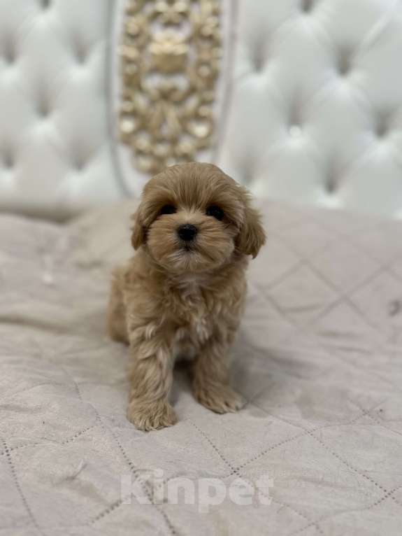 Собаки в Самаре: Мальтипу F1 щенки девочка  Девочка, 110 000 руб. - фото 9