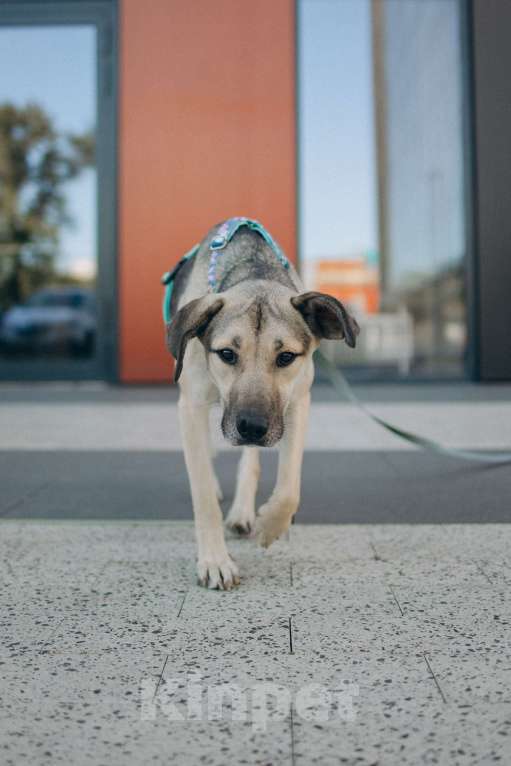 Собаки в Москве: Эсми- девочка противоречие 💕 Девочка, Бесплатно - фото 8