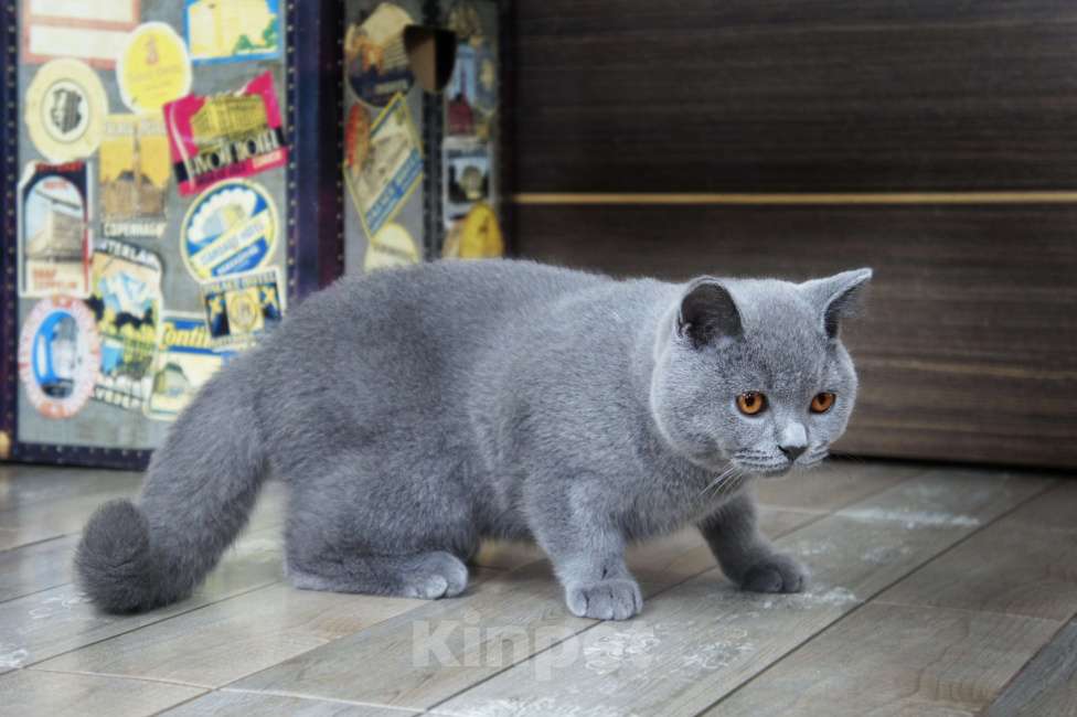 Кошки в Вологде: Британский голубой котенок Мальчик, 35 000 руб. - фото 3