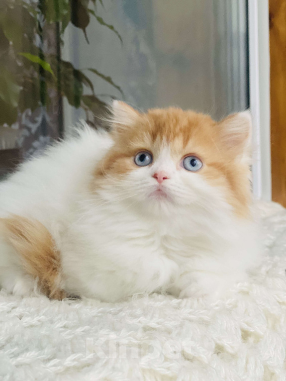 Кошки в Москве: Рыжая голубоглазая Девочка, 40 000 руб. - фото 1
