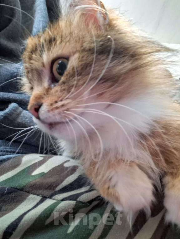 Кошки в Санкт-Петербурге: Молодая пушистая кошка. Девочка, Бесплатно - фото 2