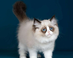 Кошки в Москве: Рэгдолл котята  Девочка, Бесплатно - фото 1