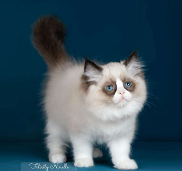 Рэгдолл котята 