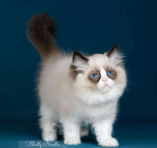 Кошки в Москве: Рэгдолл котята  Девочка, Бесплатно - фото 1