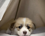 Собаки в Кемерово: Щенки вельш корги пемброк, девочка Девочка, 80 000 руб. - фото 2