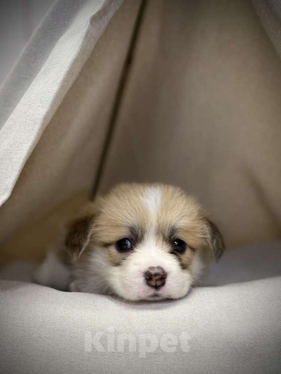 Собаки в Кемерово: Щенки вельш корги пемброк, девочка Девочка, 80 000 руб. - фото 2