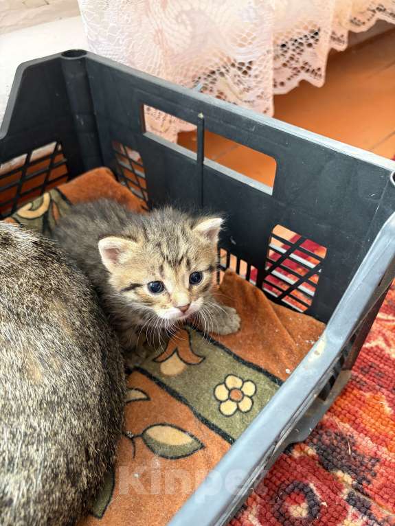 Кошки в Челябинске: Отдам котенка мальчика в добрые руки Мальчик, Бесплатно - фото 4