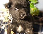 Собаки в Красноярске: Сладенький Мальчик, 5 руб. - фото 1