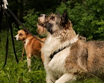 Собаки в Санкт-Петербурге: Элис из приюта в добрые руки Девочка, Бесплатно - фото 4