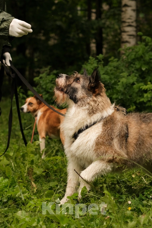 Собаки в Санкт-Петербурге: Элис из приюта в добрые руки Девочка, Бесплатно - фото 4