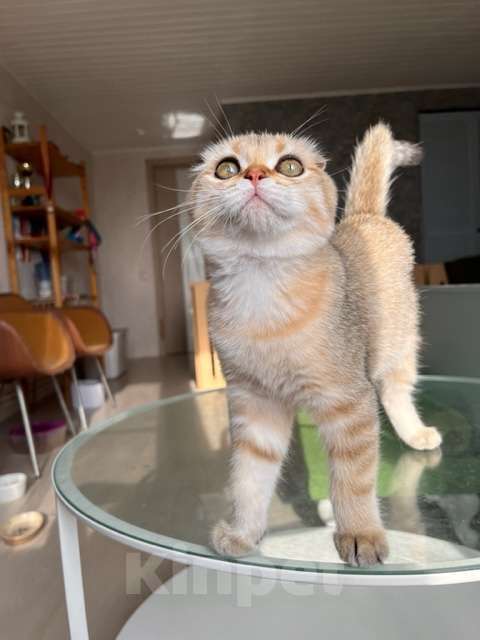 Кошки в Москве: Мальчик золотая мечта Мальчик, 45 000 руб. - фото 6