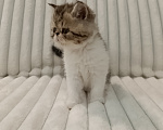 Кошки в Брянске: Экзотическая короткошёрстная Девочка, Бесплатно - фото 3