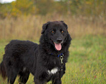 Собаки в Наро-Фоминске: Стен, привит, кастрирован. В самые добрые руки. Мальчик, Бесплатно - фото 6