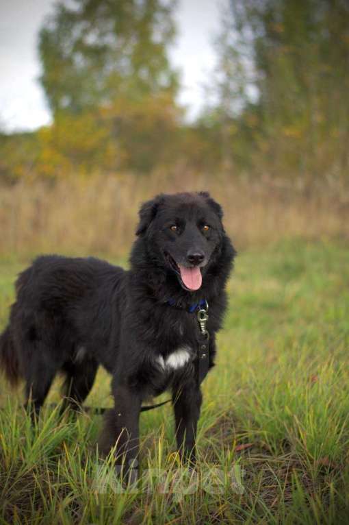Собаки в Наро-Фоминске: Стен, привит, кастрирован. В самые добрые руки. Мальчик, Бесплатно - фото 6