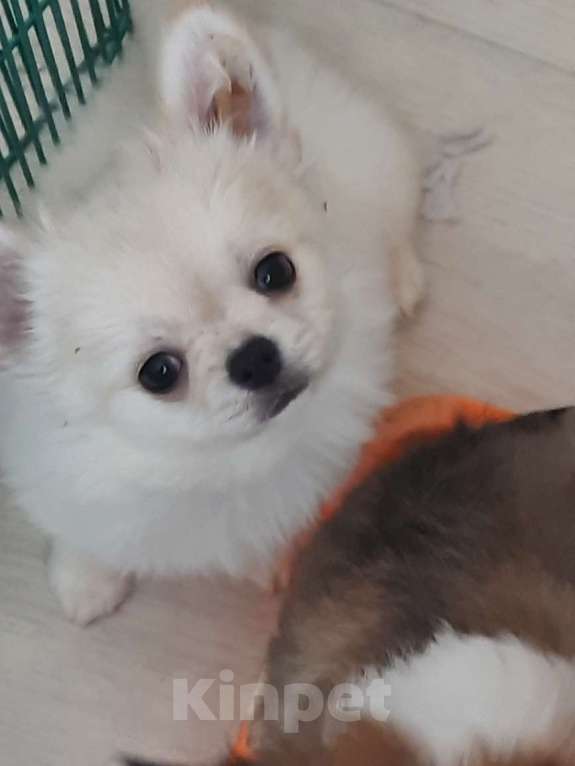 Собаки в Москве: красивые мальчики чихуахуа Мальчик, 20 000 руб. - фото 3