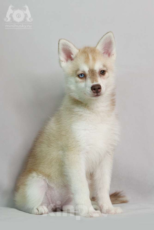 Собаки в других городах Московской области: Очаровательная блондика Девочка, 250 000 руб. - фото 4