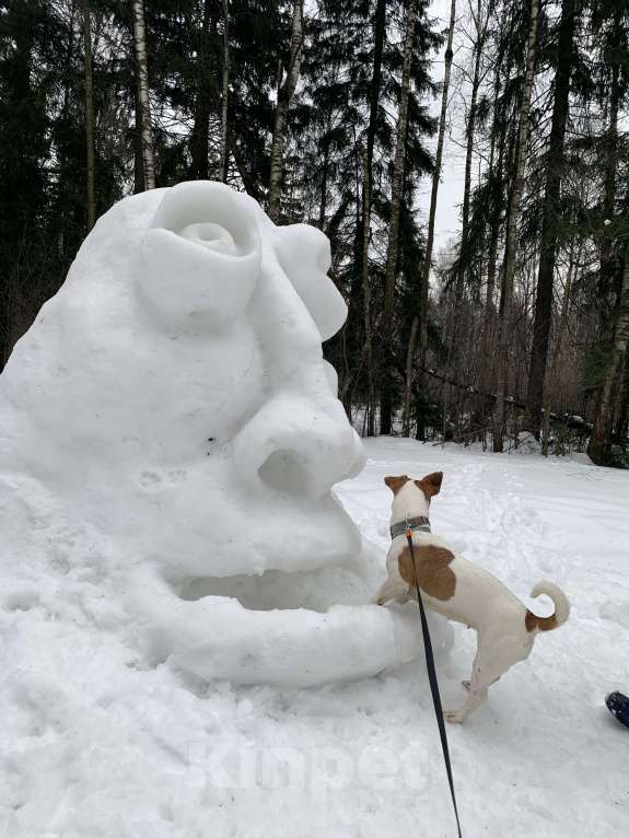 Собаки в Мытищах: Ищем теплый дом  Девочка, Бесплатно - фото 7