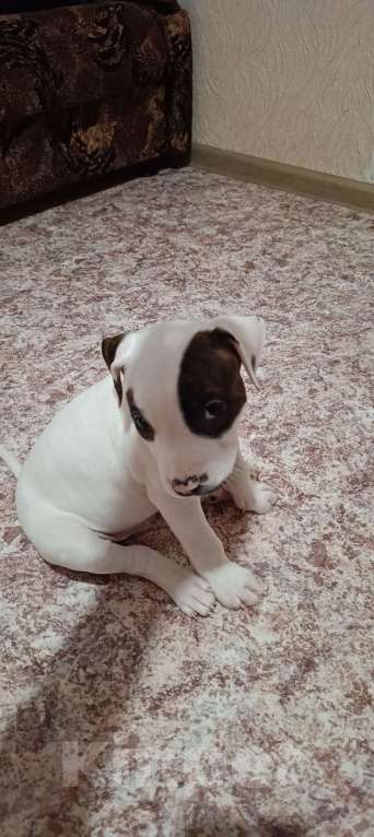 Собаки в Липецке: Щенки Мальчик, 12 000 руб. - фото 4