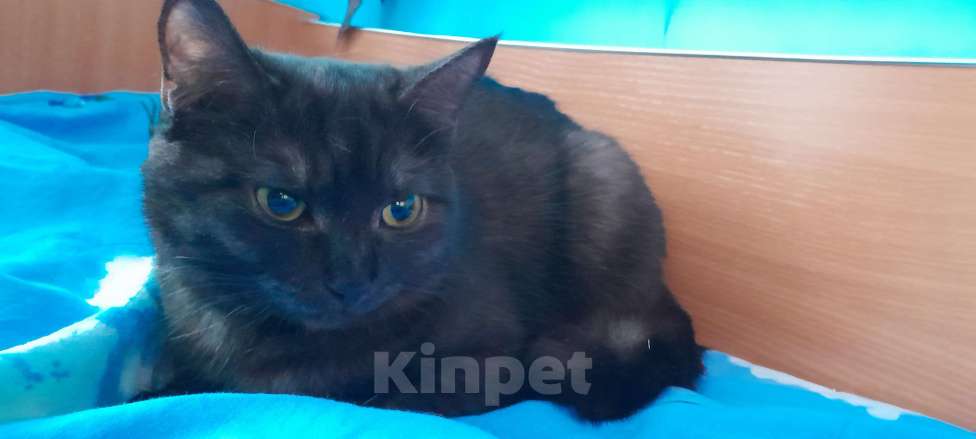 Кошки в Кемерово: черное чудо  Девочка, Бесплатно - фото 1