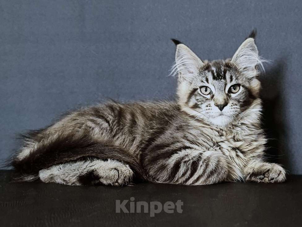 Кошки в других городах Ярославской области: Мейн кун девочка Девочка, Бесплатно - фото 3