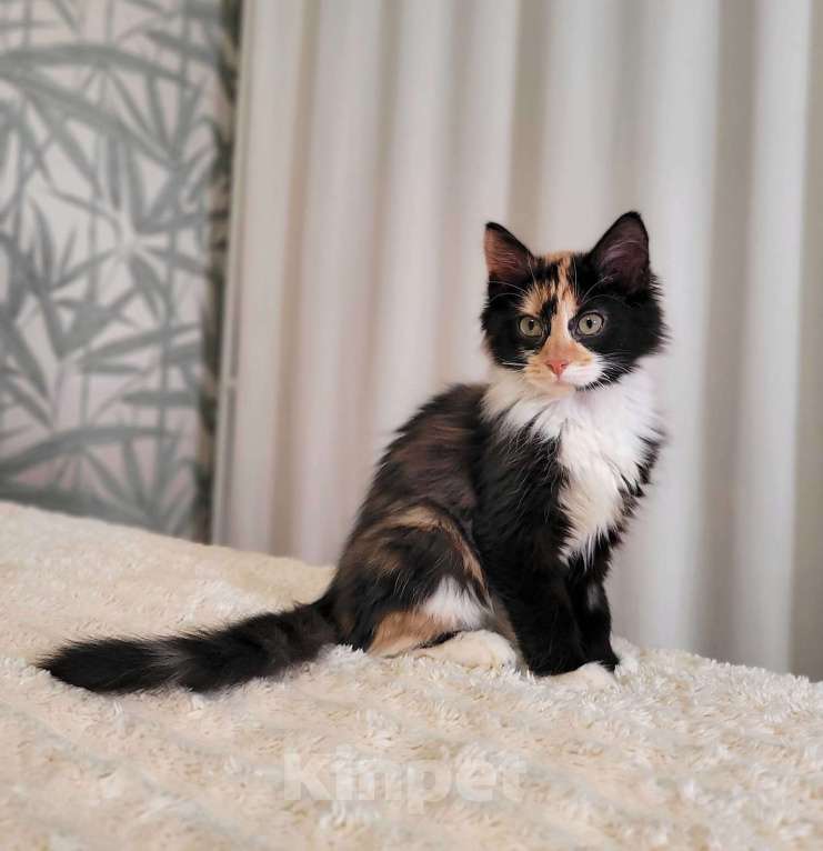 Кошки в Москве: Котёнок Фиона в добрые руки  Девочка, Бесплатно - фото 3