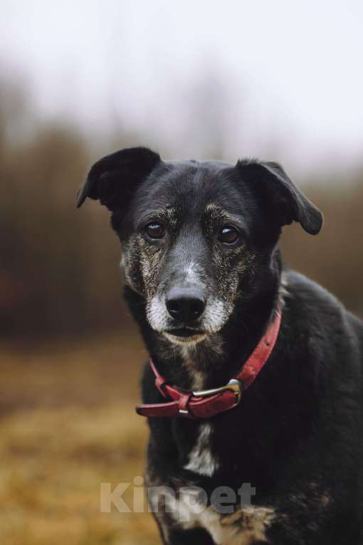 Собаки в Москве: Добрая собака в добрые руки Девочка, Бесплатно - фото 3
