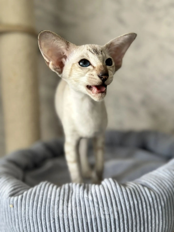 Кошки в Рязани: Ориентальный котёнок Девочка, 80 000 руб. - фото 2