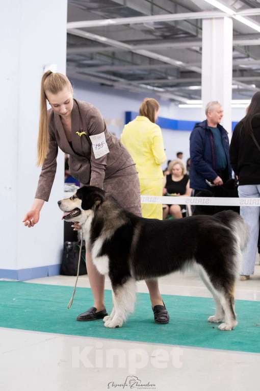 Собаки в Екатеринбурге: Бурятская собака Хотошо щенки Мальчик, 60 000 руб. - фото 4