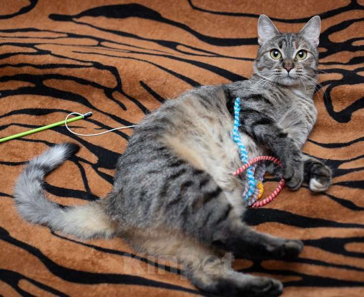 Кошки в Москве: Ручная и ласковая кошечка Джули в дар Девочка, 1 руб. - фото 10