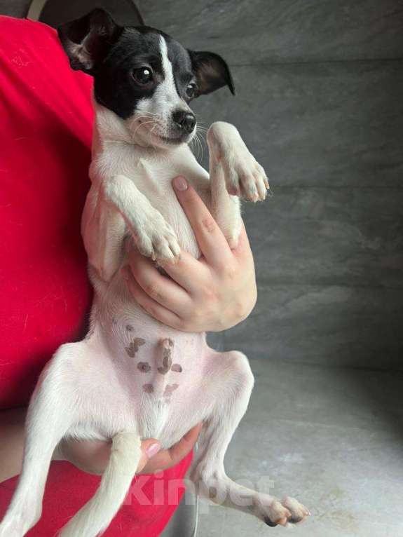 Собаки в Москве: Щенок той-фокстерьера Дольче в дар Мальчик, 1 руб. - фото 2